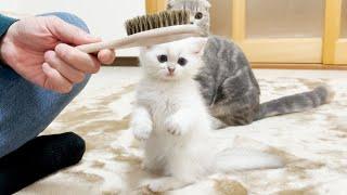 This kitten was so cute as he desperately tried to resist being brushed!