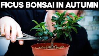 Pruning Ficus Bonsai Trees In Autumn 