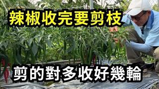 辣椒收完還會長嗎?辣椒採收後如何修剪枝條和摘辣椒葉?辣椒不怕種的少，只怕有吃不完的辣椒| 阿星種植