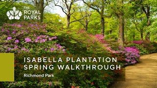 Isabella Plantation in Richmond Park spring walkthrough | The Royal Parks