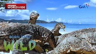 Isla sa Linapacan, Palawan, pinamumugaran ng mga bayawak?! | Born to be Wild