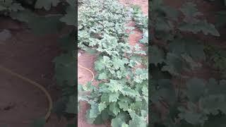 Backyard garden In UAE