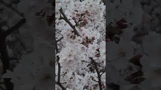 산유화 #창작곡#뮤직비디오#김소월 시#아이미
