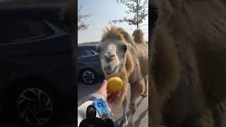 Bikin Ngakak  Reaksi Unta Saat Di Kasih Makan Buah Lemon
