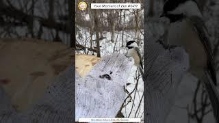 ScienceMan Moment of Zen 0477 #peaceful #chickadees #nature #beautiful #cute #birds #asmr