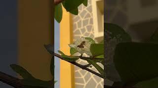Honey bees  collect nectar to make honey  #shorts #honey #bee #nature #short
