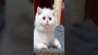  Ragdoll Kittens' Jazz Journey: Adorable Daily Life  #cutecats #cat #kitten #cute  #cutecat