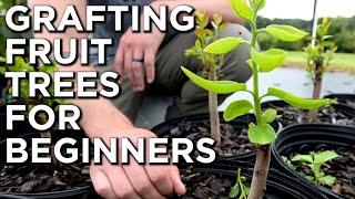 Grafting Fruit Trees | What Is It And How Is It Done? | Grafting Trees For Beginners