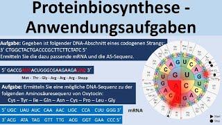 Proteinbiosynthese - Klausuraufgaben/Anwendungsaufgaben [Biologie, Genetik, Oberstufe]