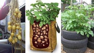 8 Ways to Grow Tons of Potatoes No Matter Where You Live