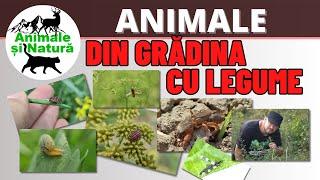 Animale din gradina cu legume - Vernisaj