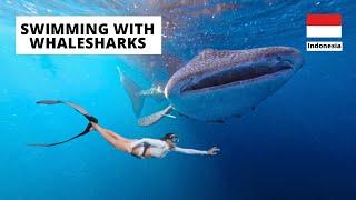 Swimming with WHALESHARKS in Sumbawa Indonesia 