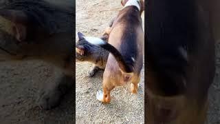 Dogs and cats play together#shortvideo #cat #dog #entertainingpets #entertainment #animals