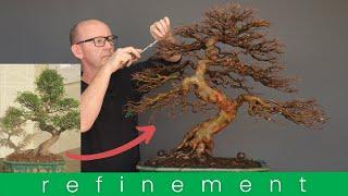 Winter refinement work on a Chinese elm bonsai