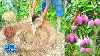 3 types of NPK fertilizers most powerful for mango plants