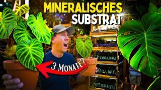 Mineralisches Substrat 3 Monate getestet  Was geschah mit den Zimmerpflanzen im min. Substrat?