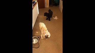 MEET RUFUS AND TEDDY!  #youtubeshorts #dogs #pets #dogsitter #cute #playful