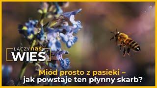 Miód prosto z pasieki - jak powstaje ten płynny skarb?