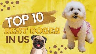 Top 10 Dog Breeds in the US | The Fame Files