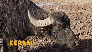 Nama Nama Hewan untuk anak. Unta, Jerapah, Badak, Banteng ..... | Nama Hewan | Safari Edukasi