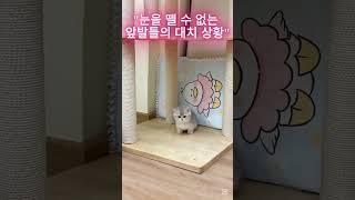 "눈을 뗄 수 없는 앞발들의 대치 상황" #귀여운 #고양이 #애완동물  #냥이 #새끼고양이 #쇼츠