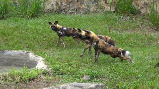 Animales de origen africano llegaron al Zoológico de Cali; conozca sus secretos | El País Cali