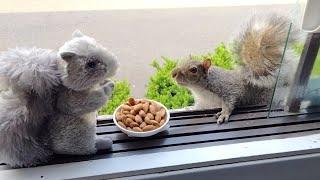 Squirrels' reactions to a stuffed squirrel (in memory of Smoothie)