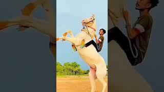 new Tik Tok video Ghoda Rider