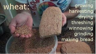 WHEAT - growing, harvesting, processing, and making bread