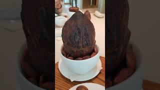 카카오 열매 크기 실화?