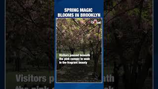 Cherry Blossoms in Full Bloom at Brooklyn Botanic Garden | Spring in NYC 2025