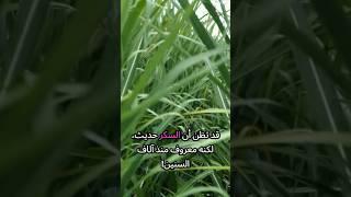 من اكتشف السكر؟ قصة الذهب الأبيض