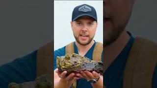 World's Most Rare and Dangerous fish! like Papa Ki pari! #fish #dangerous #venom