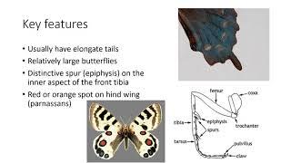 Workshop #3 - Lepidoptera (Butterflies, Moths, and Skippers)