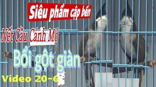 SIÊU PHẨM CẬP BẾN - SIÊU CẦU CÁNH MỎ || BỘ CÚP C || BỔI NẾT ĐẤU GIÀN BAO GẤU