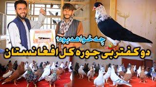 فروش زحمات چندین ساله اما چرا/دو کفتر بی مثال افغانستان برای فروش |Two unique Pigeons of Afghanistan