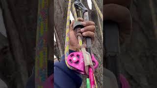Coming down from a tree #treelife #treecare #arborist