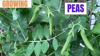 Growing Peas II Jersey Gardening