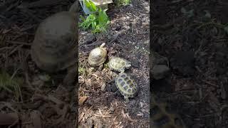 Turtles