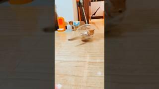 Funny Catsify_Funny Cats #45 #cats #funnycats #shortsfeed #shorts #short #cat #cow #tiktok