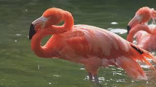 A Hilarious Dive into The World of the American Flamingo