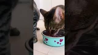 Покажи натуральное питание для кошек SUPERPET — видео-распаковка и отзыв от Юлии и ее питомцев