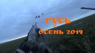 Охота на гуся осенью 2019