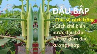 Đậu bắp: chia sẽ cách trồng và hỗ trợ giảm đau xương khớp | How to grow okra plant