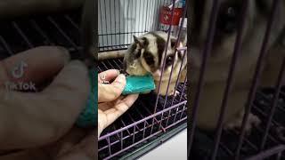 sugar glider obesitas makan terossss