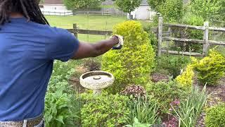 Pruning Sunshine Ligustrums