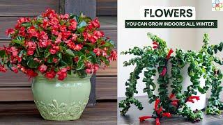 17 Best Flowers You Can Grow Indoors All Winter