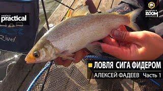 Ловля сига фидером. Алексей Фадеев. Часть 1. Anglers Practical