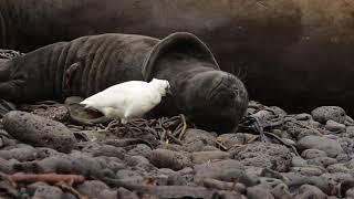 Sheathbill Pecks a Sleepy Elephant Seal Pup Waking Him Up