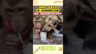 猴和狗一起喝牛奶 猴：我这样用吸管才优雅 网友：看来还是猴子进化得更好 #宠乐园 #轻松一刻 #动物
